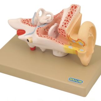 Model - 3x Enlarged Human Ear (Mounted) - 3 parts